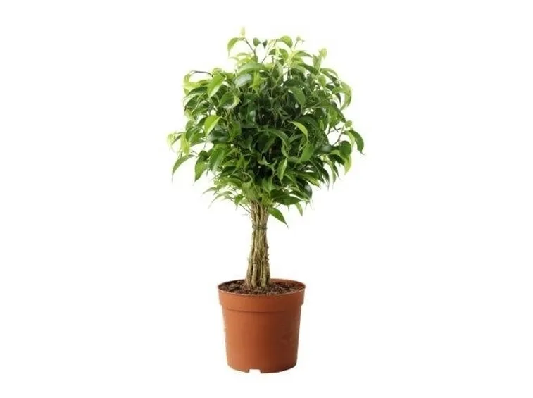 ficus benjamina natasja 2