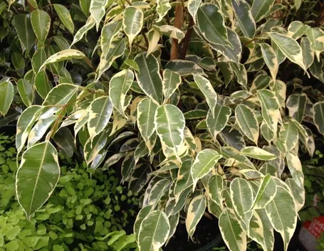 ficus benjamina
