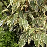 ficus benjamina