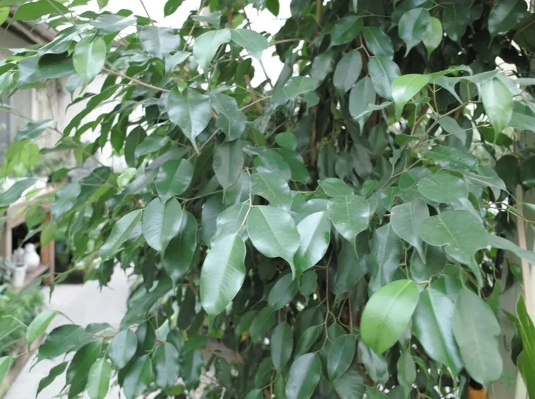 ficus benjamin foglia verde