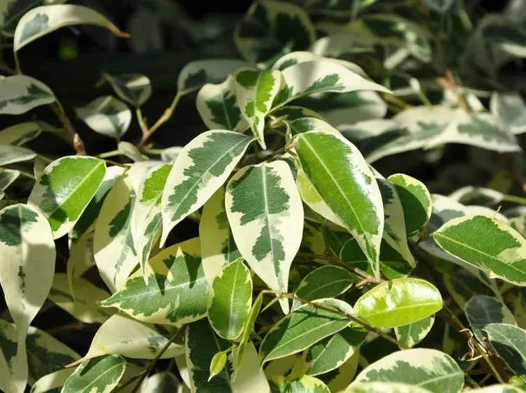 ficus benjamina2