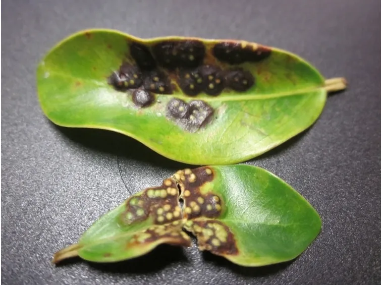 malattia ficus benjamin cocciniglia bruna