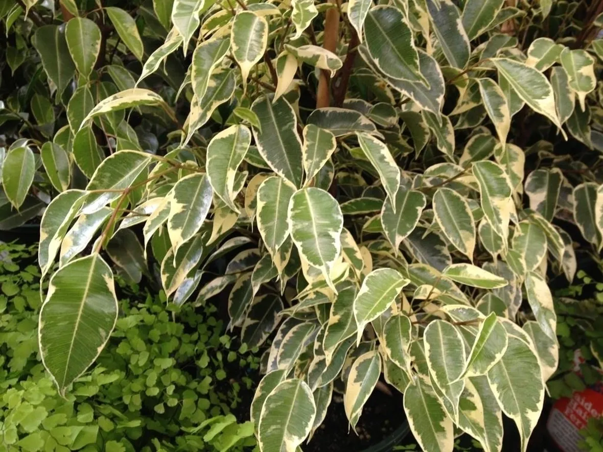 ficus benjamina