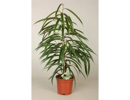 Ficus Binnendijkii