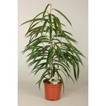 Ficus Binnendijkii