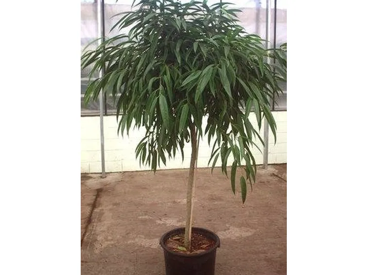 Ficus Binnendijkii 2