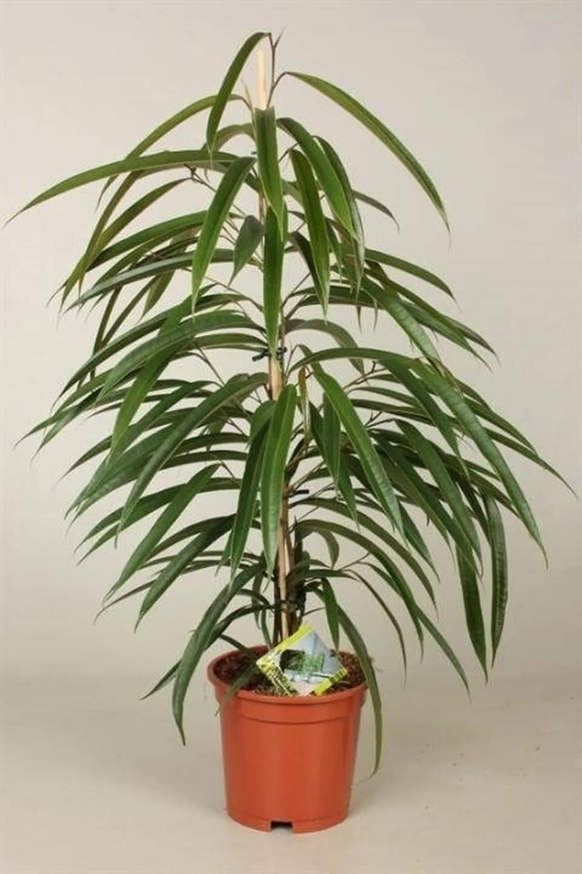 Ficus Binnendijkii