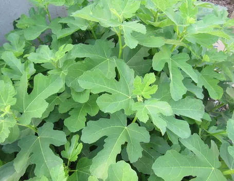 ficus carica 