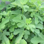 ficus carica 