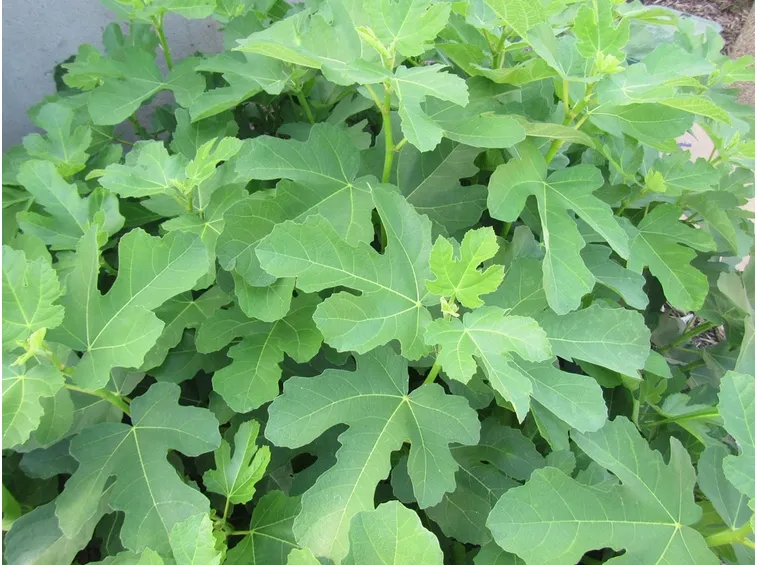 ficus carica 