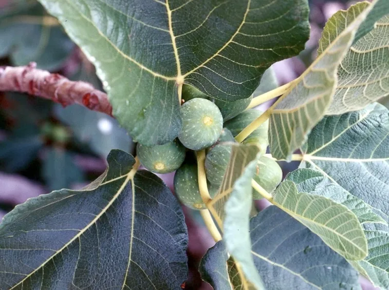 ficus carica