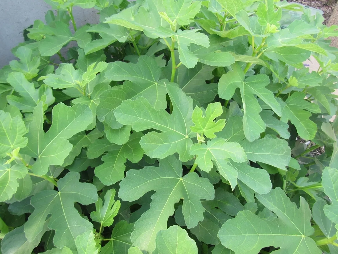 ficus carica 