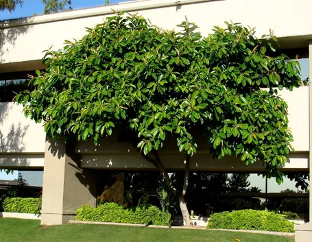 Ficus elastica