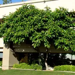 Ficus elastica