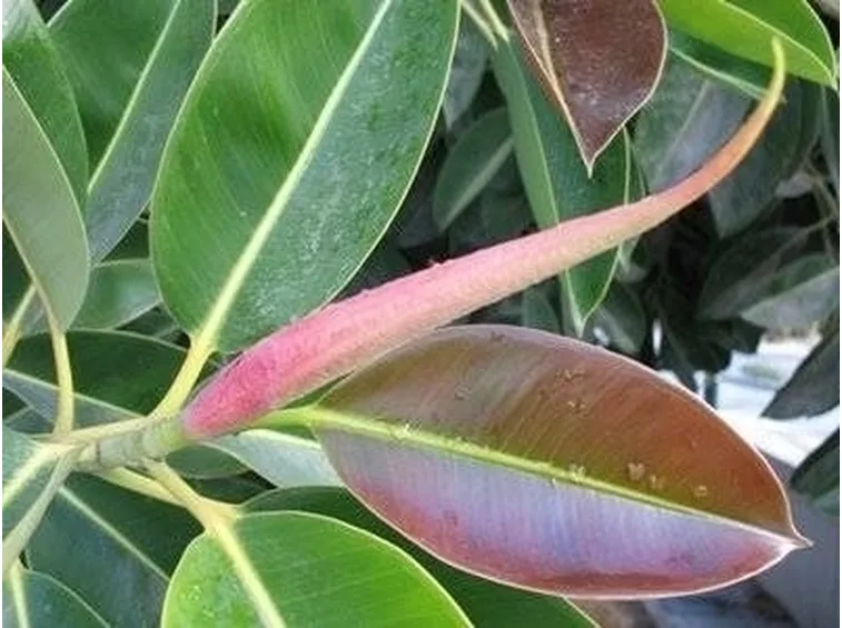 Ficus elastica malattie