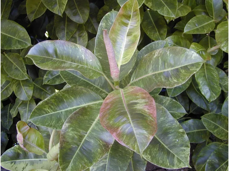 ficus elastica malattie
