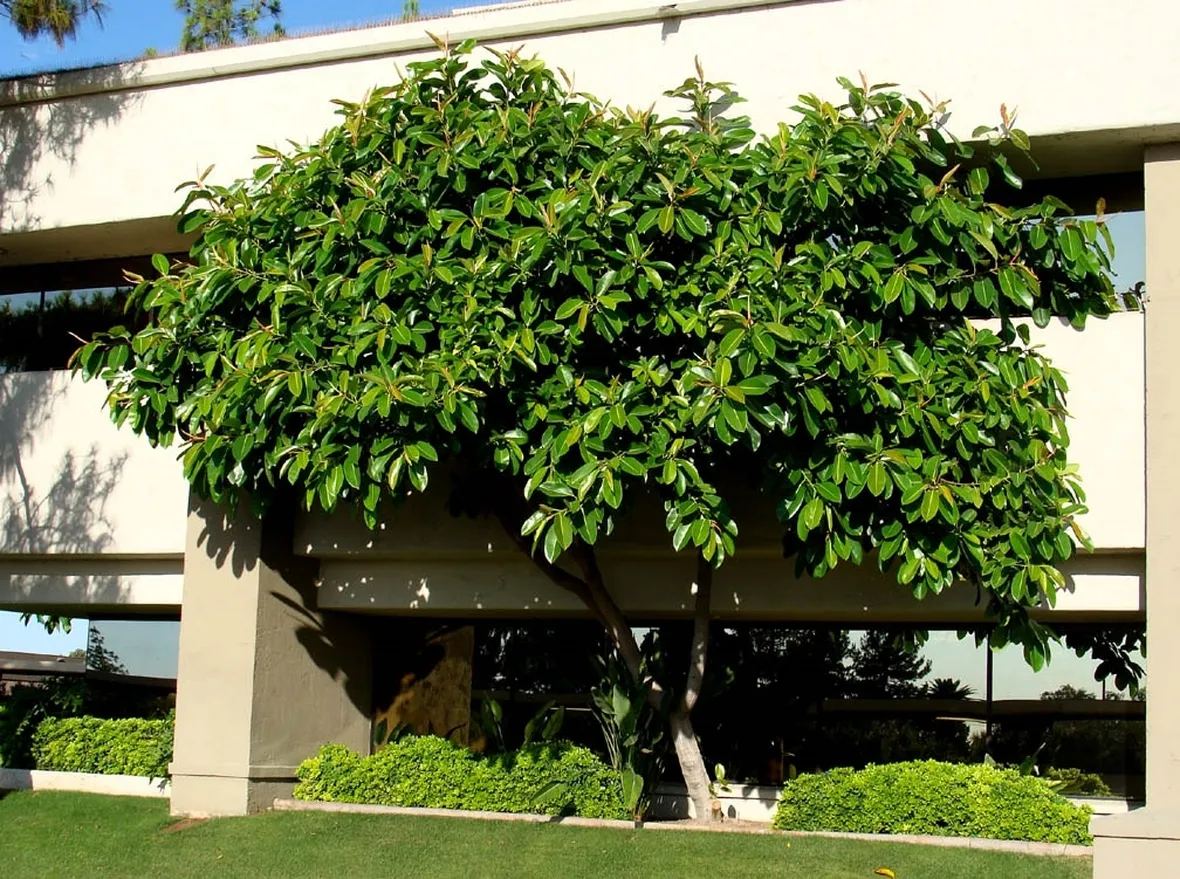 Ficus elastica