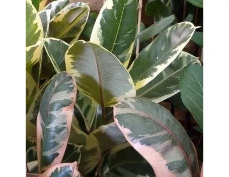 Ficus elastica potatura
