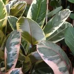 Ficus elastica potatura