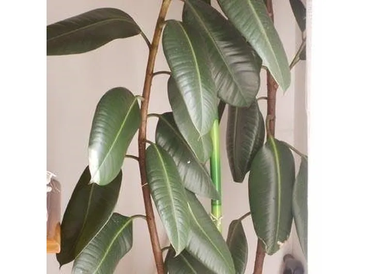 Ficus elastica