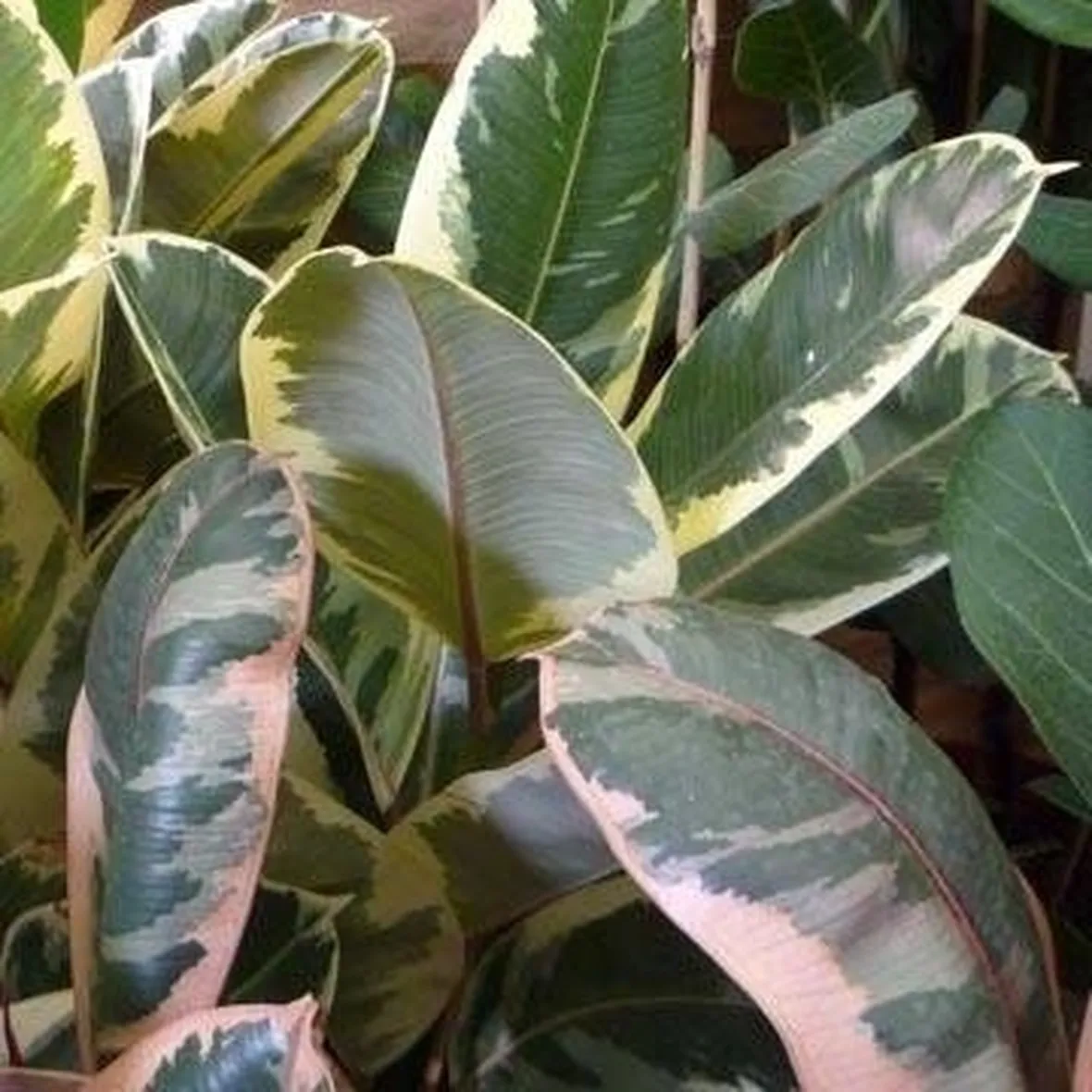 Ficus elastica potatura