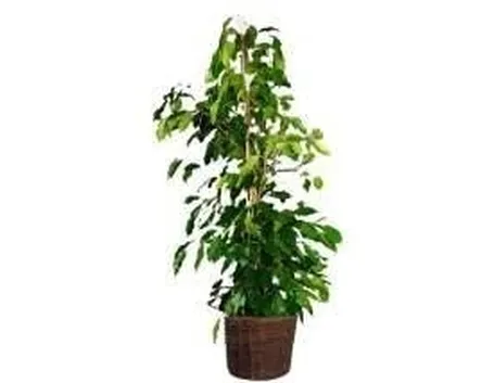 ficus