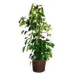 ficus