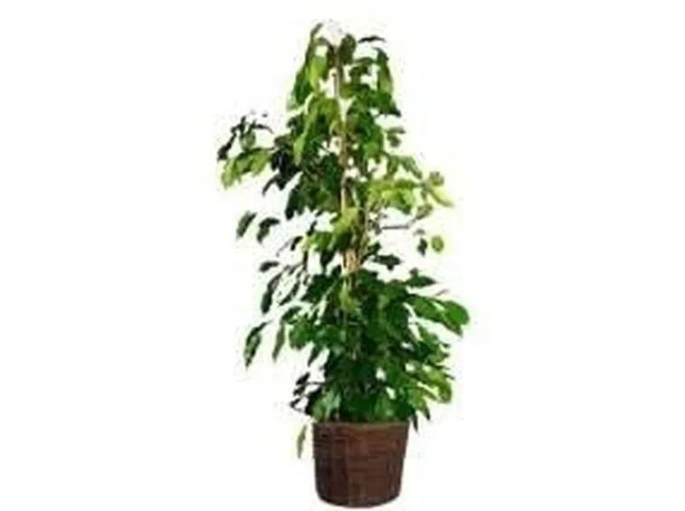 ficus