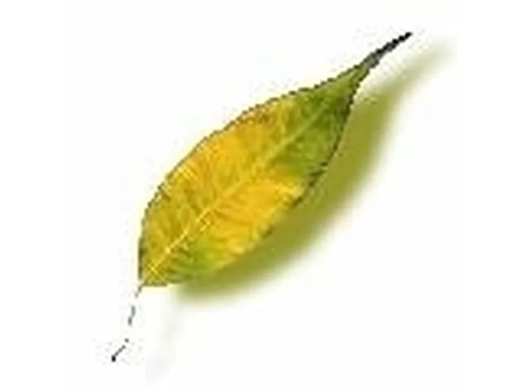 ficus foglia gialla