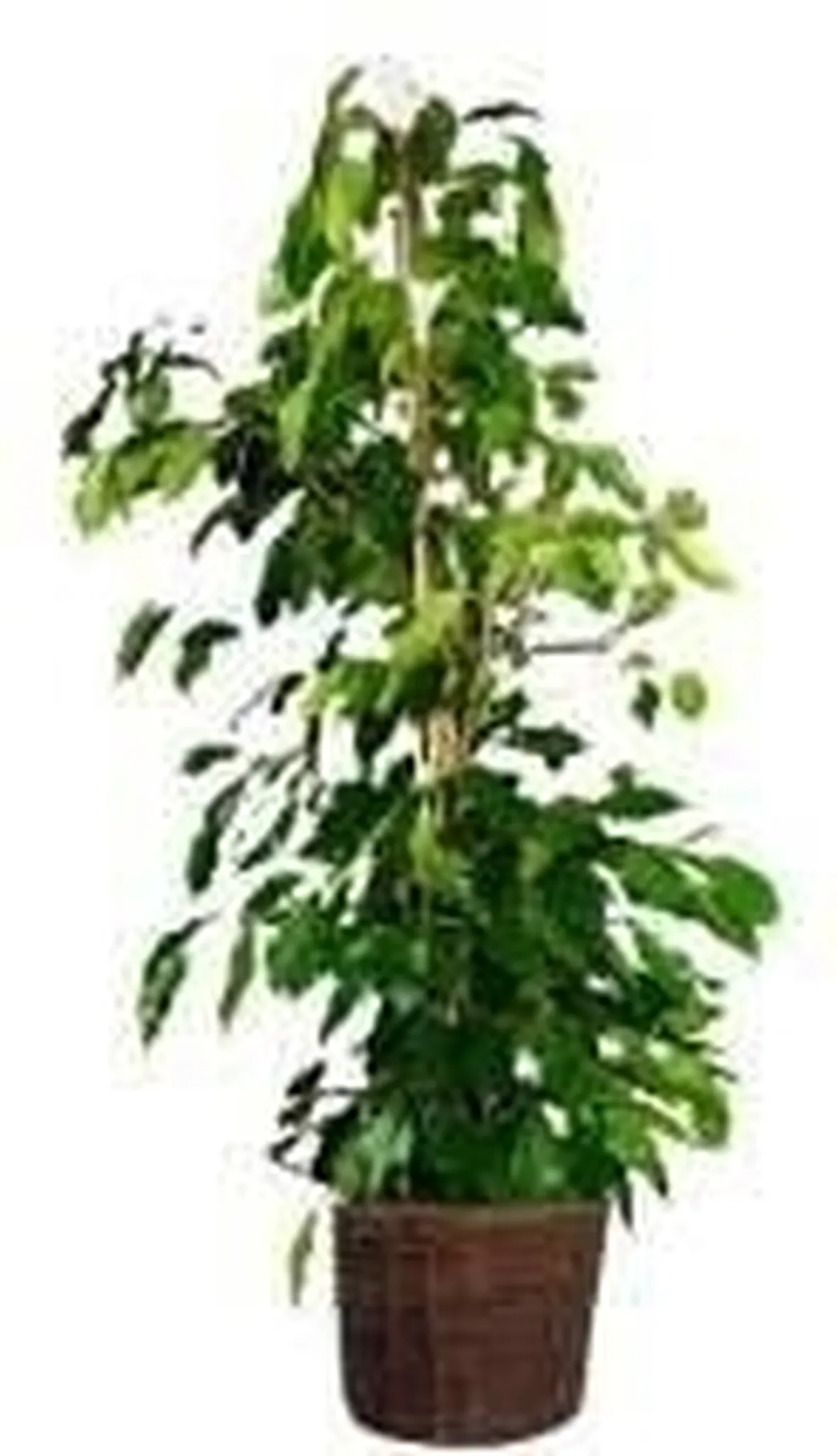 ficus