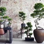 ficus ginseng