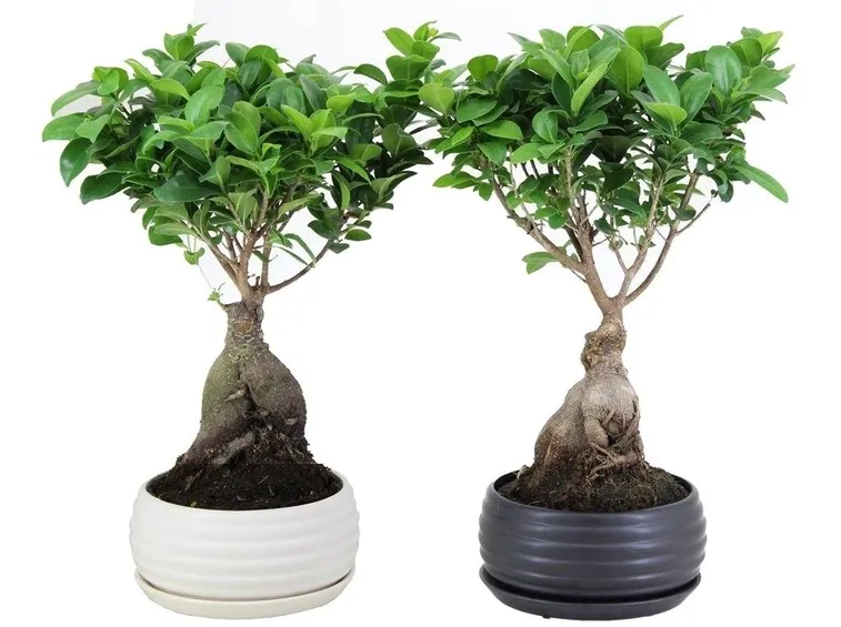 bonsai ficus ginseng