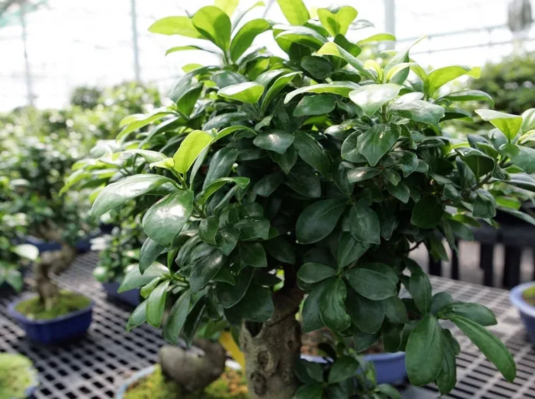 ficus ginseng