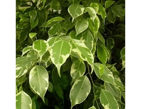ficus golden king 