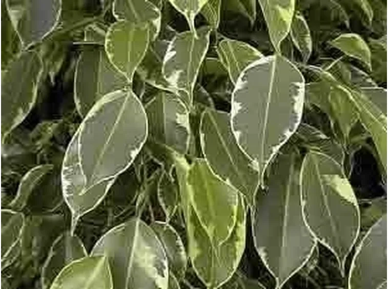 ficus golden king  2
