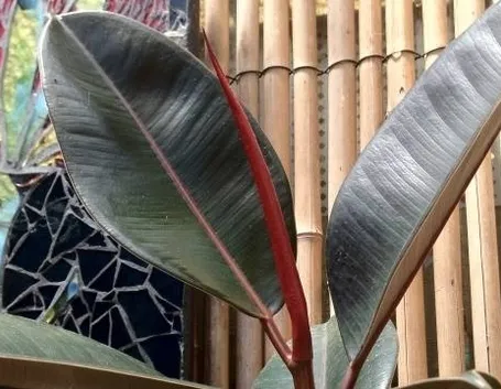 Ficus indiano