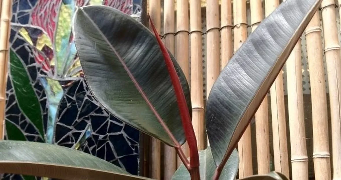 Ficus indiano