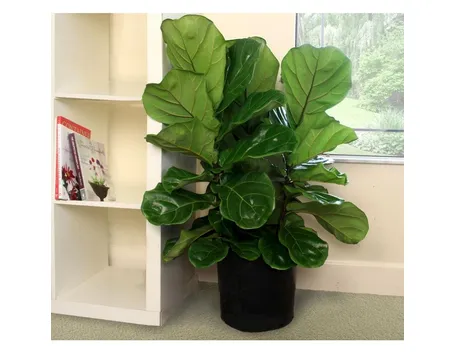ficus lyrata