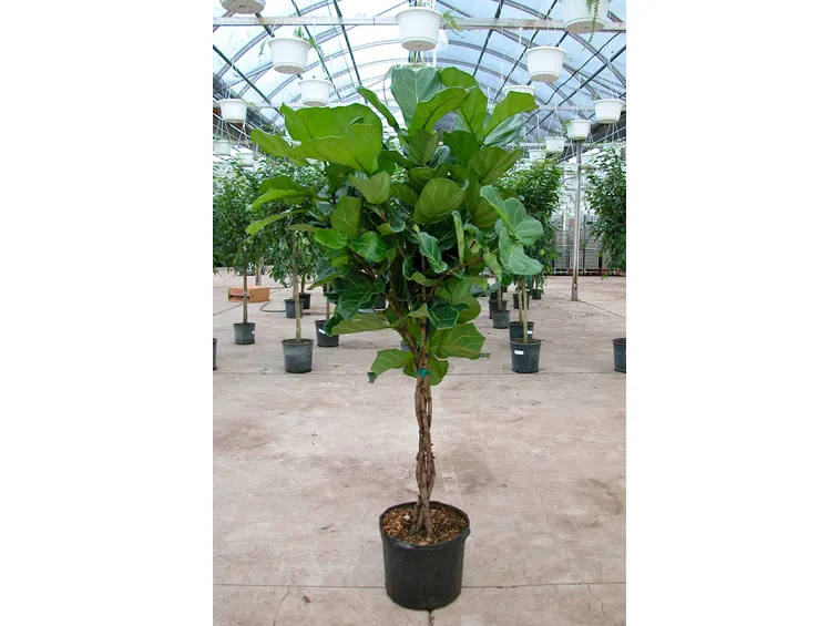 ficus lyrata 2