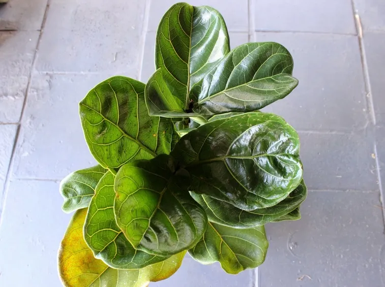 ficus in vaso