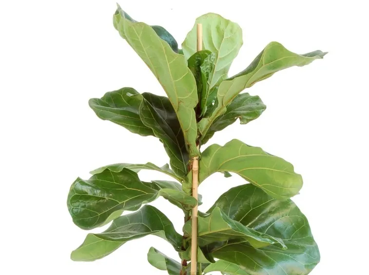 ficus lyrata