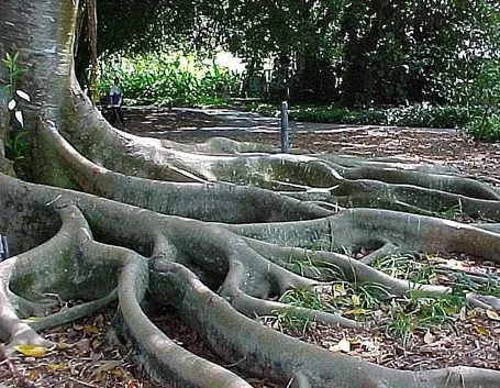 Ficus macrophylla
