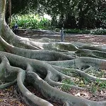 Ficus macrophylla