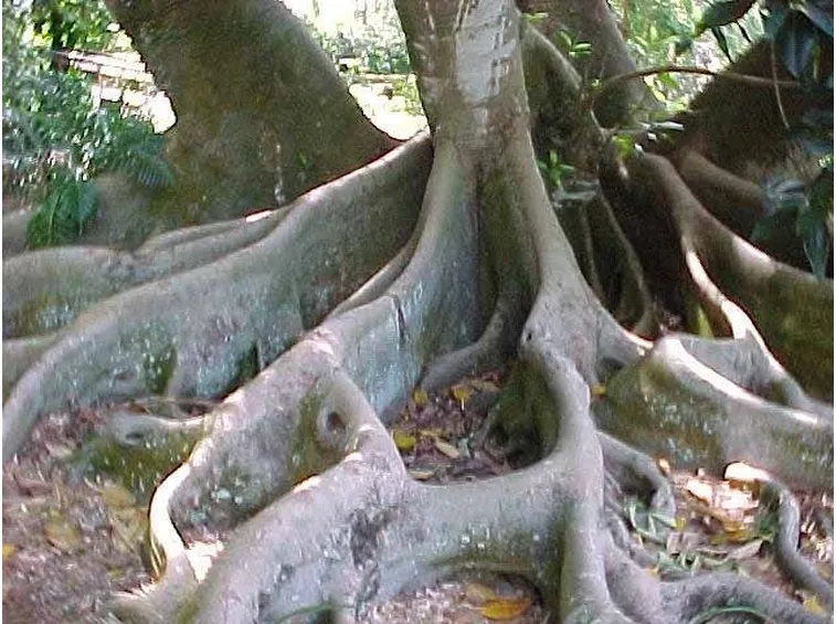Ficus macrophylla 2