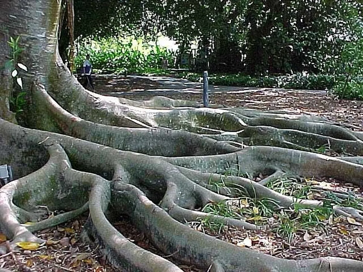 Ficus macrophylla