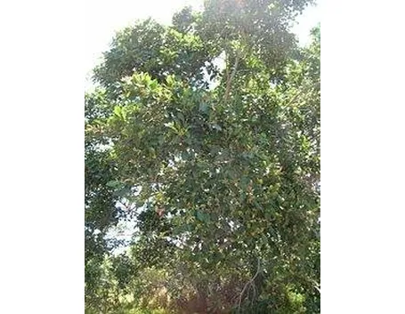 ficus microcarpa