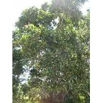 ficus microcarpa