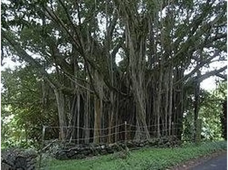ficus microcarpa 2