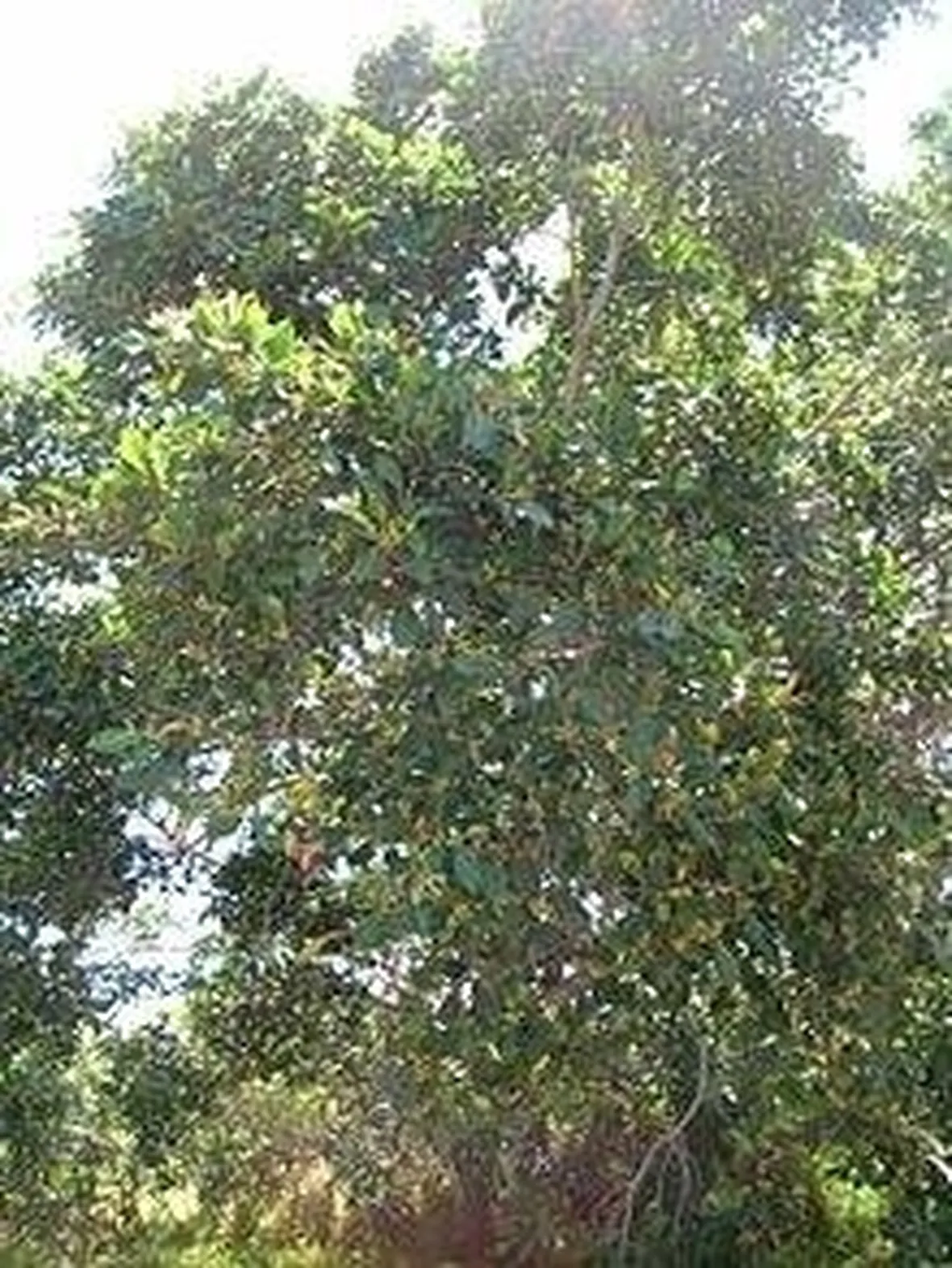 ficus microcarpa