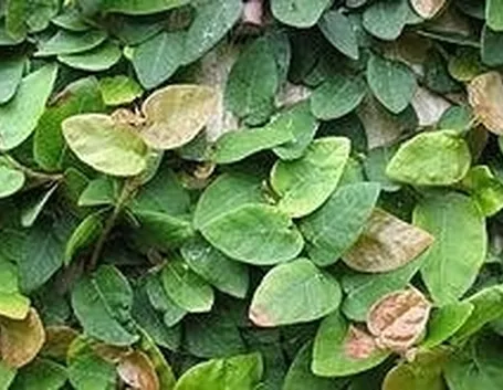 ficus pumila